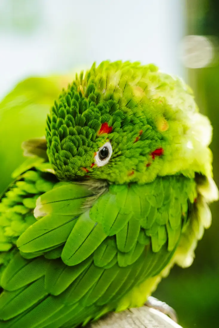 Papagaio verde fotografado com pouca profundidade de campo
