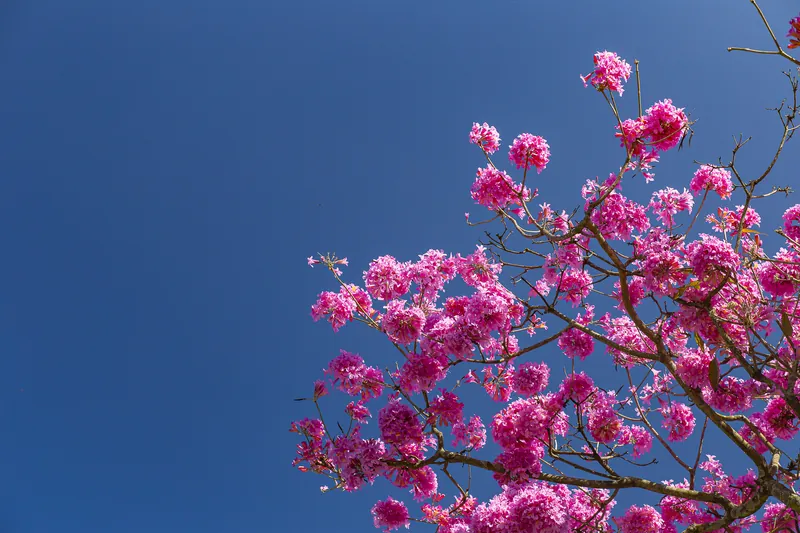 Galhos de um ipê rosa florido contra o céu azul.
